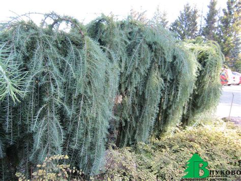 Лиственница тонкочешуйчатая "Пендула" (Larix kaempferi Pendula ...