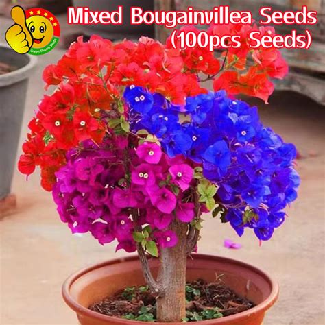 100 Original Mixed Colors Bonsai Bougainvillea Seeds For Sale Fresh