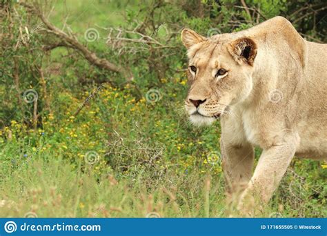 Lonely Female Lion Walking In The Addo Elephant National Park Stock