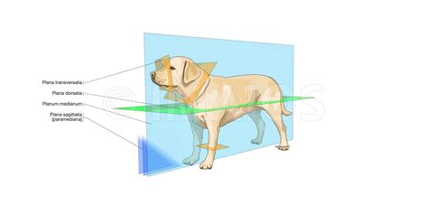 Veterinary Anatomy Animal Terms Of Position And Direction Dorsal