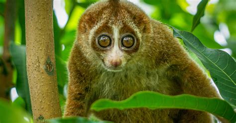 Slow Loris Photography