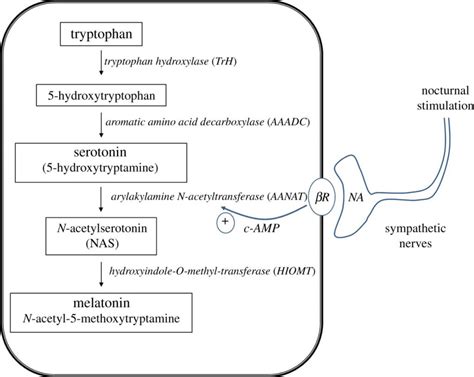 5HTP vs L-Tryptophan for Insomnia from Low Serotonin or Depression - Insomniac Next Door