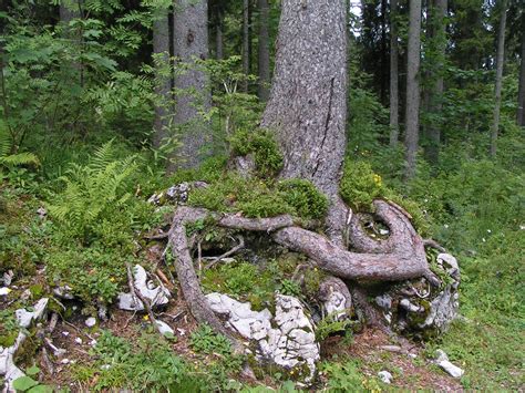 Free Images Tree Wilderness Branch Flower Trunk Root Stones