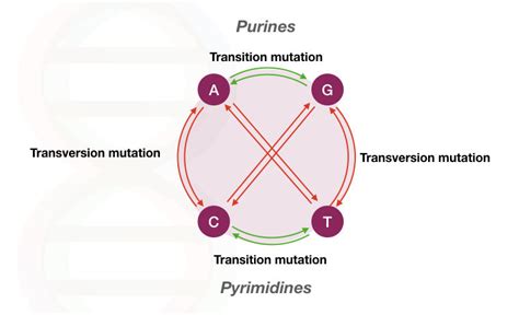 What Is A Transversion Mutation