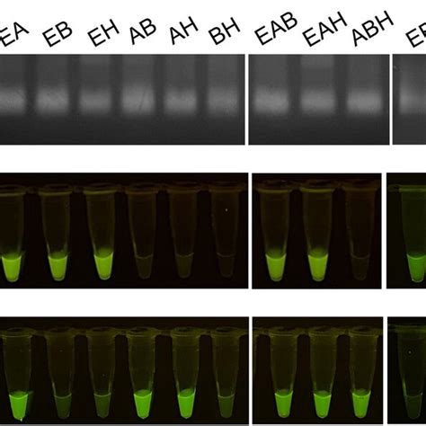 RPA-assisted cas12a assay specificity of the admixture of various ...