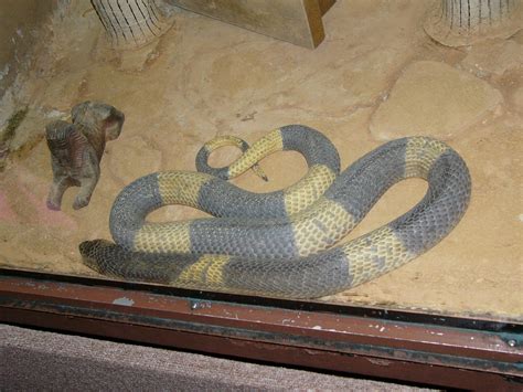 The Online Zoo - Egyptian Cobra