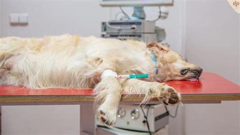 Notfallkarte F R Hund Und Haustier Praktisches Hilfsmittel Im Notfall