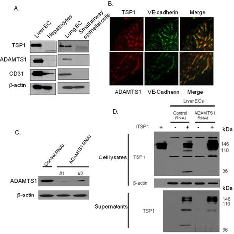 Effect Of Adamts1 Knockdown On Tsp1 Cleavage Download Scientific Diagram