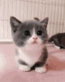 Pussy Cat Gifs Tenor