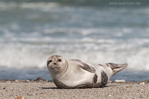 Seehund | Naturfotografie Axel Horn