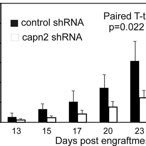 Knockdown Of Calpain In Ac M Carcinoma Cells Calpain Expression And