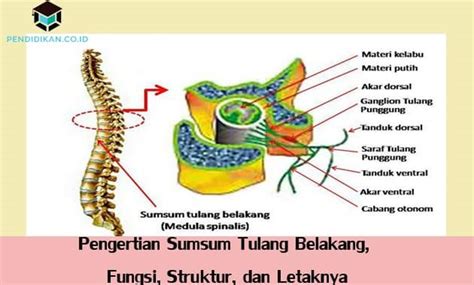 Apa Itu Sumsum Tulang Belakang – Ilmu