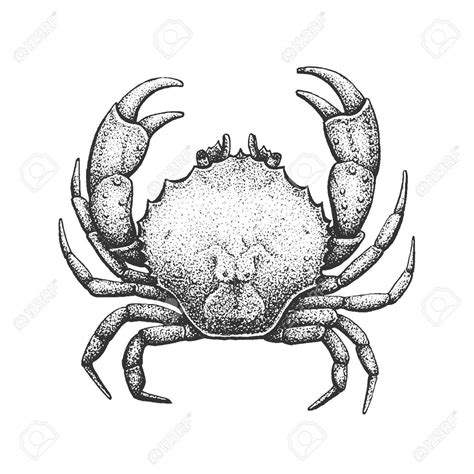 Crab Classic Drawn Ink Illustration Isolated On White Background