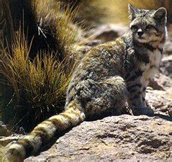 Range and Habitat - The Andean mountain Cat