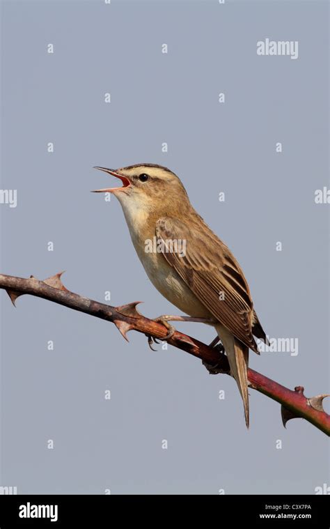 Sedge Warbler Singing Acrocephalus Schoenobaenus Stock Photo Alamy