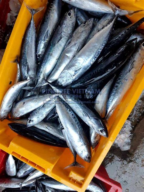 Frozen Bullet Tuna Pinetree Vietnam Seafood Exporter Sale