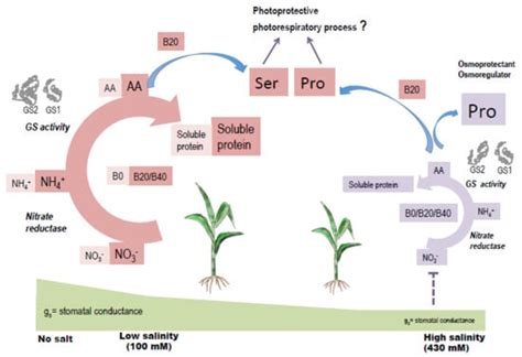 Plants Free Full Text Nitrogen Assimilation In The Highly Salt And Boron Tolerant Ecotype