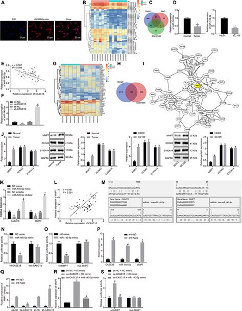 Silencing Of Long Non Coding Rna Casc Enhances Radiosensitivity Of