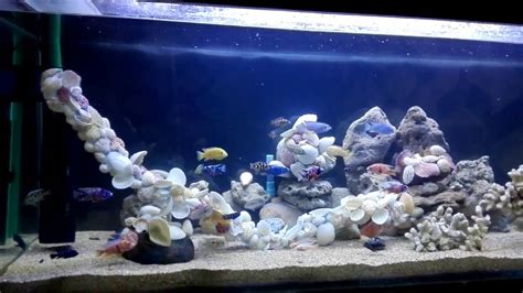 Cichlids Aquarium Sea Shells Sculpture Made By Me Youtube