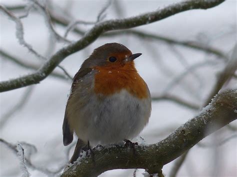 Bildet Tre Gren Sn Vinter Fugl Dyreliv V R V R Robin Rstid