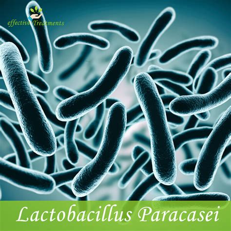 10 Amazing Health Benefits Of Lactobacillus Paracasei For Your Body