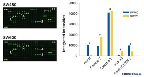 Li Cor Data Examples For The Human Oncology Array Kit Randd Systems