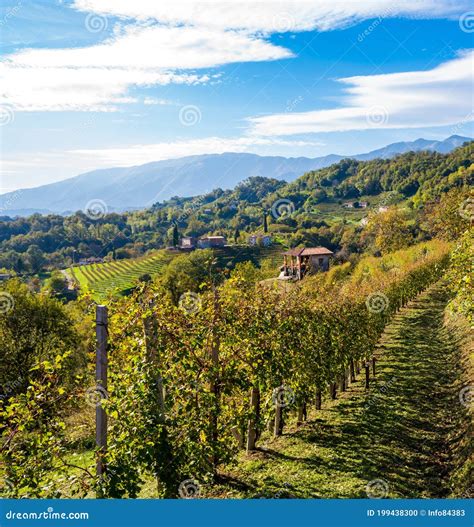 Italian Vineyards Landscape in Valdobbiadene Stock Photo - Image of ...