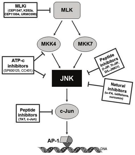 Pharmacology Of Jnk Inhibitors Targets And Mechanism Of Action