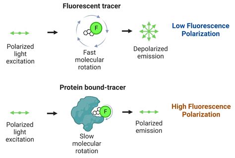 Fluorescence Assay Principle At Timothy Rogerson Blog