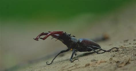 Stag Beetle Close Up Stock Video At Vecteezy