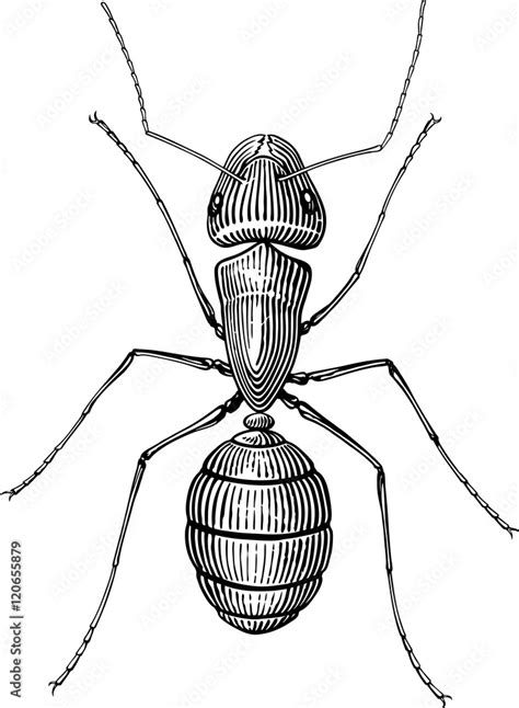 Black and white vector picture with ant woodcut style Stock Vector ...