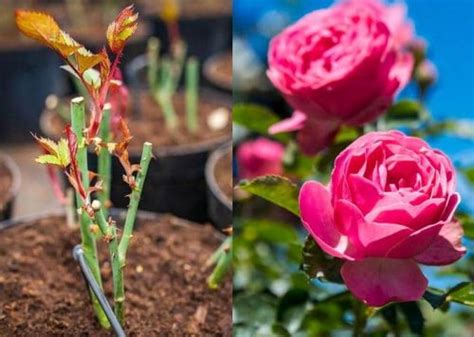 Flores F Ciles De Reproducir A Partir De Esquejes Tallos Eco