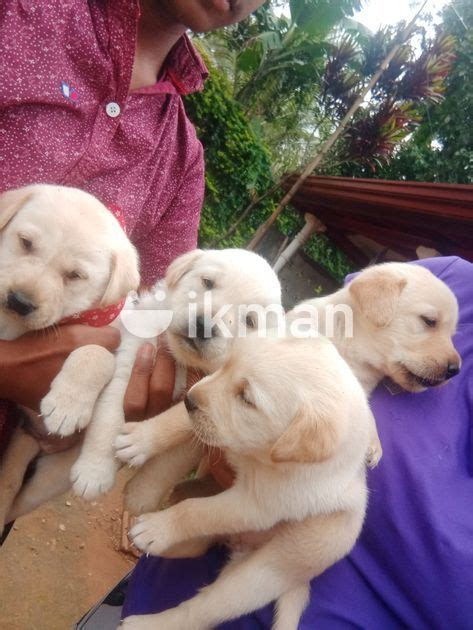 Labrador Puppies In Welimada Ikman