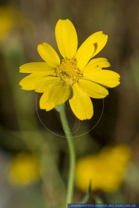 Glebionis Segetum Alias Corn Marigold Hippocampus Bildarchiv