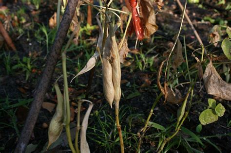 How to Harvest Black Beans - BloominThyme