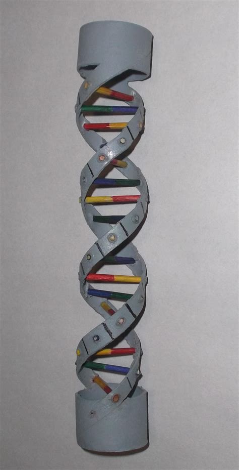 Dna Paper Model Lab Printable Templates Free