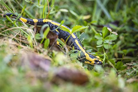 La Salamandre tachetée lanaturemoi