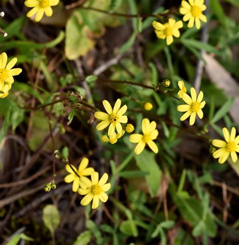 Winter Beauties Senecio Leucanthemifolius Senecione Cos Flickr