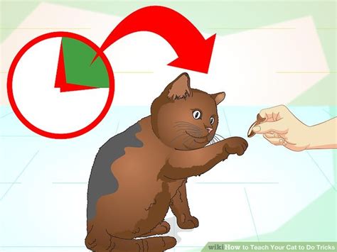 How To Teach Your Cat To Do Tricks 15 Steps With Pictures