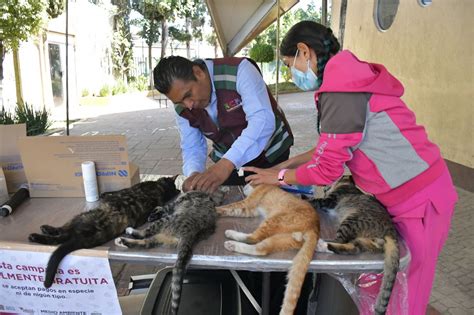 Gobierno de Nezahualcóyotl realizará mega jornada de esterilización de