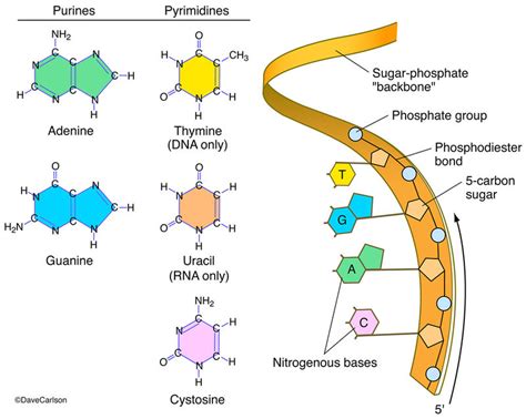 Nucleic Acid Structure | Carlson Stock Art