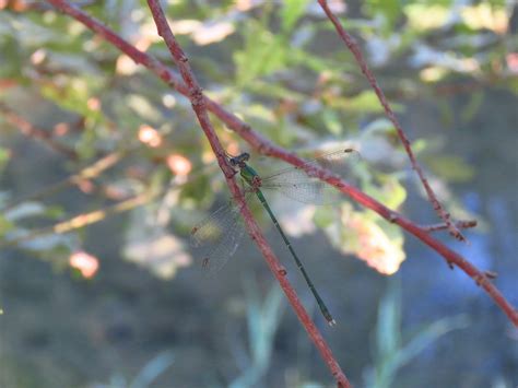 Western Willow Spreadwing From Citt Metropolitana Di Milano Italia On