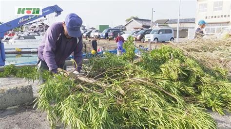 磯焼け対策に木の枝五島で水イカの産卵床いかしばを設置五島市 海と日本PROJECT in ながさき