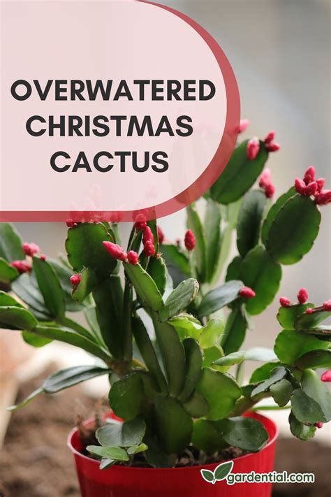 How Often Should You Water A Christmas Cactus Christmas Cactus Plant Thanksgiving Cactus