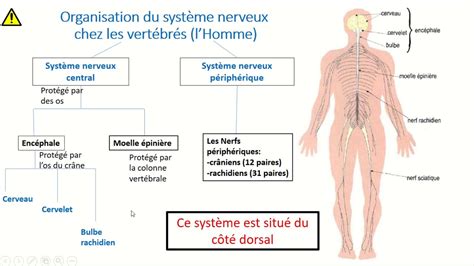 Système nerveux Organisation du système nerveux chez les vertébrés