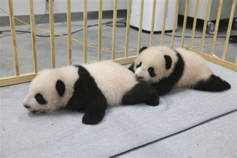 Panda cubs at Tokyo zoo get their names, to debut in January