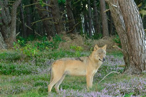 Plots Staat Natuurfotograaf Yvette 57 Oog In Oog Met Een Wolf ‘ik