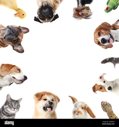 Cute different animals on white background, collage Stock Photo - Alamy