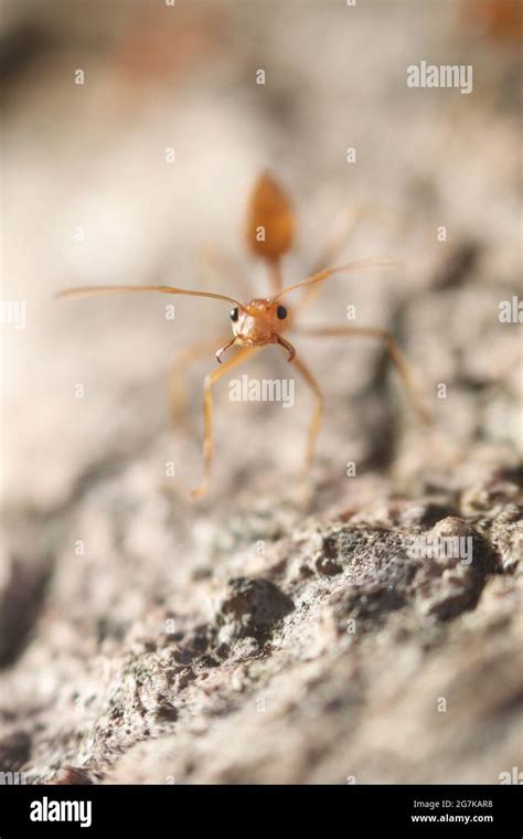 Macro photography of Ant Stock Photo - Alamy