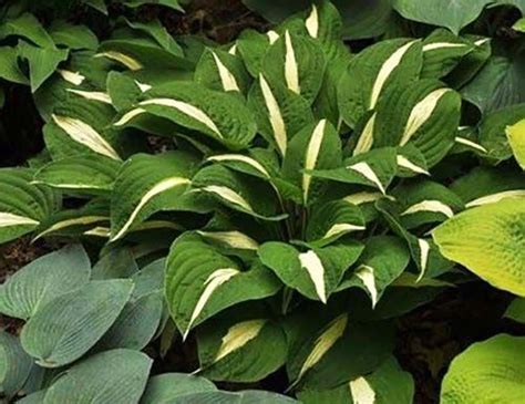 УАЙТ БИКИНИ White Bikini саженец хосты грн